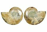 Cut & Polished Ammonite Fossil - Madagascar #364778-1
